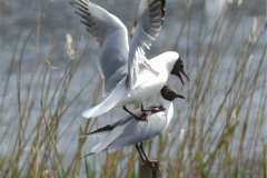 Black-Headed-Gulls
