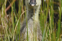 Gosling