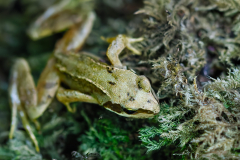 Tree-Frog2