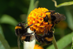 Three-bees